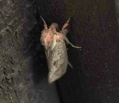 Acrolophus plumifrontella