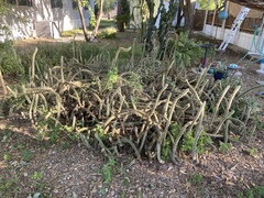 Cleistocactus