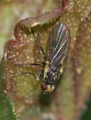 Agromyzidae