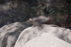 Microlophus theresioides