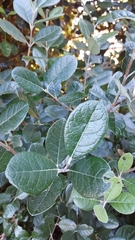 Feijoa sellowiana