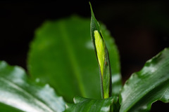 Habenaria amplifolia