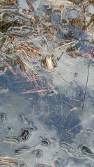 Lithobates virgatipes