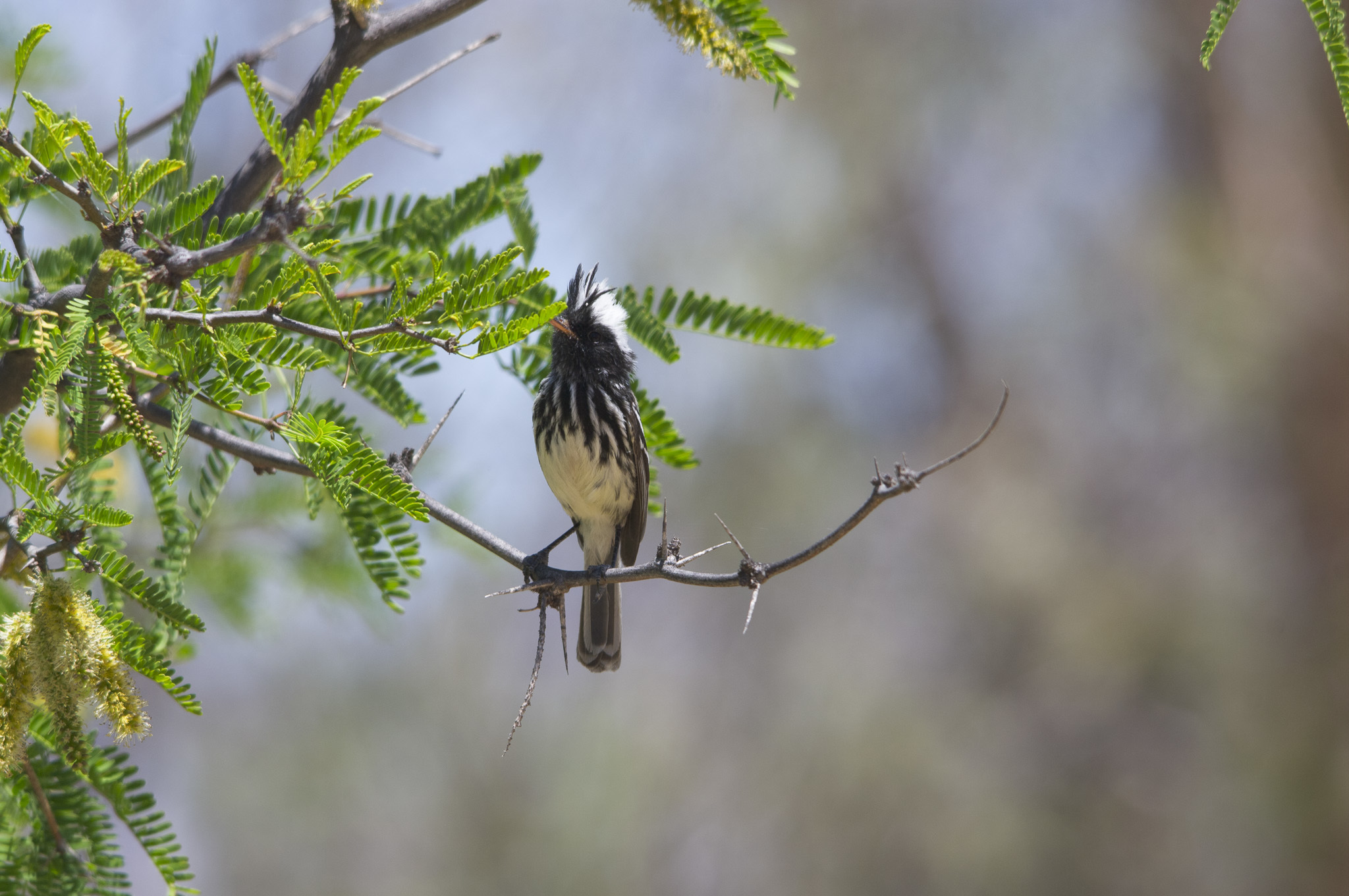 Pied-crested Tit-Tyrant illustration