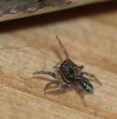 Hasarius adansoni