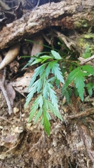 Asplenium haurakiense