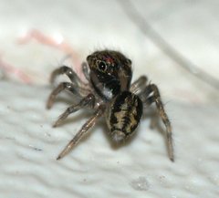 Hasarius adansoni