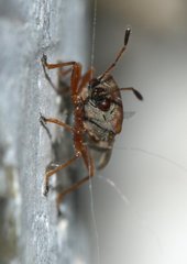 Kleidocerys resedae
