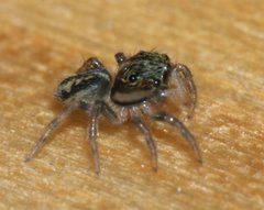 Hasarius adansoni