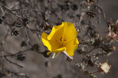 Balbisia microphylla