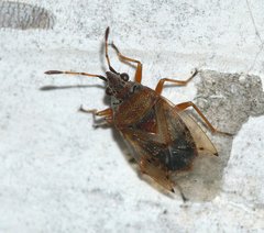 Kleidocerys resedae