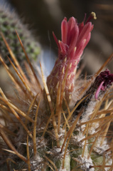 Oreocereus leucotrichus