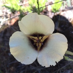 Calochortus umpquaensis confertus