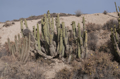 Corryocactus brevistylus