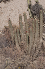 Oreocereus leucotrichus