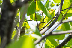 Acrocephalus kerearako