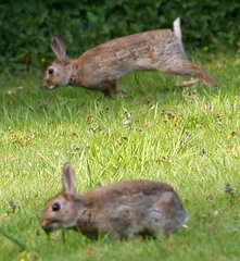 Oryctolagus cuniculus
