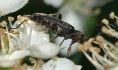 Grammoptera ruficornis