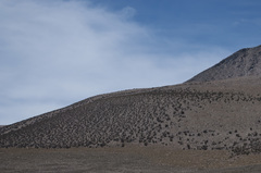 Polylepis tarapacana