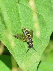 Parancistrocerus pedestris