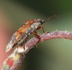Kleidocerys resedae
