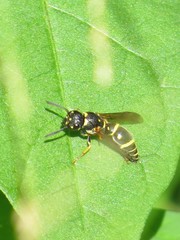 Parancistrocerus pedestris
