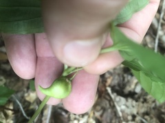 Croomia pauciflora