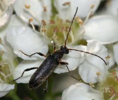 Grammoptera ruficornis