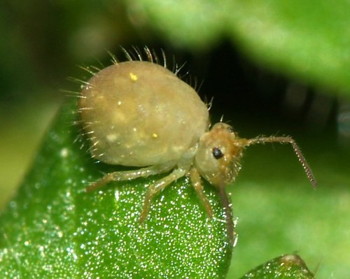 Sminthurus viridis