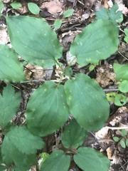 Croomia pauciflora