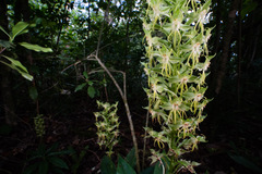 Habenaria amplifolia