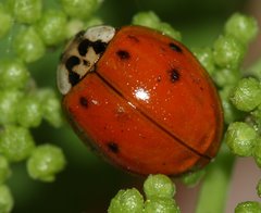 Harmonia axyridis
