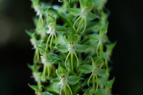 Habenaria amplifolia observed 2019-09-14