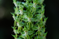 Habenaria amplifolia