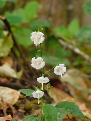 Campanula scouleri
