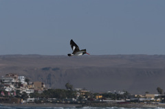 Haematopus palliatus