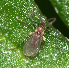 Cecidomyiidae