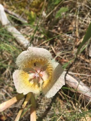Calochortus coxii