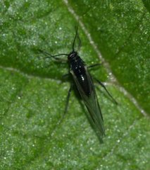 Aphididae