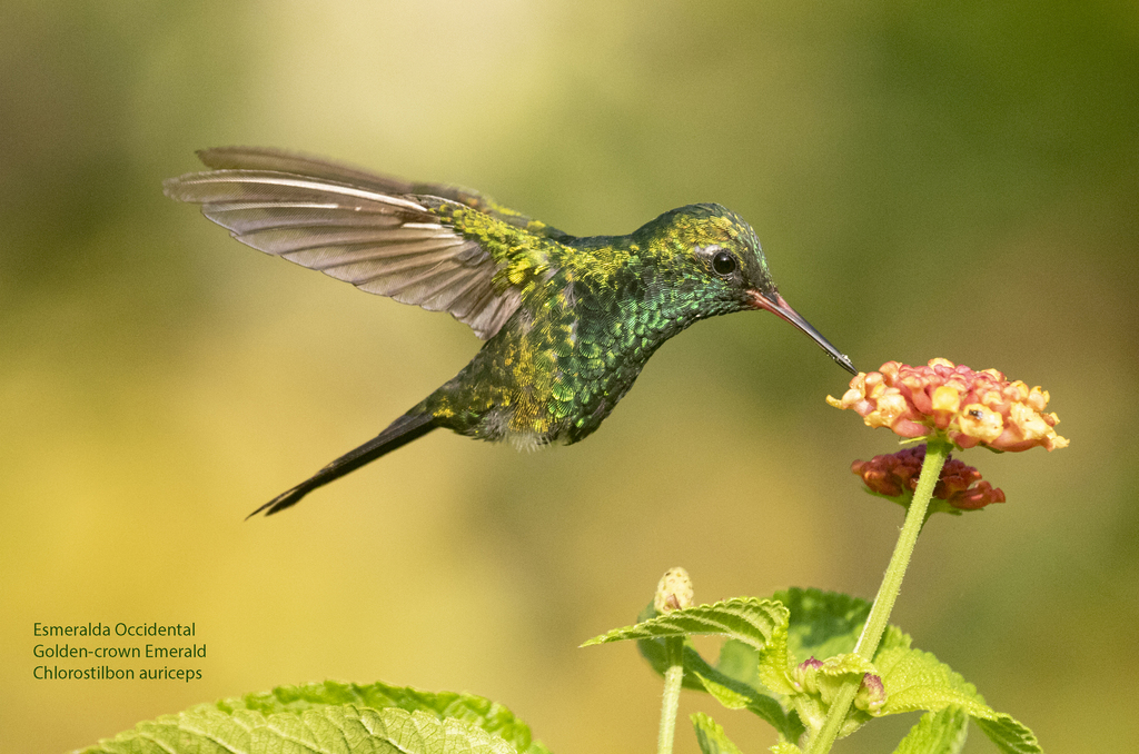 Golden-crowned Emerald photo