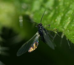 Aphididae