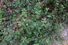 Chenopodium allanii