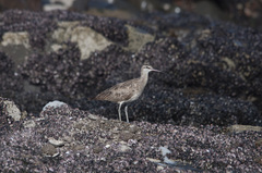 Numenius phaeopus