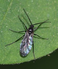 Sciaridae