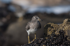Calidris virgata