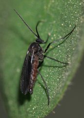Sciaridae