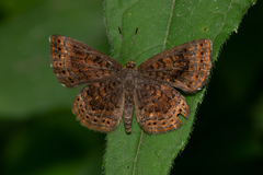 Calephelis borealis