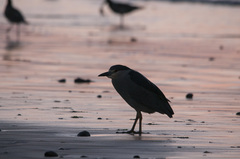 Nycticorax nycticorax