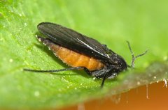 Sciaridae