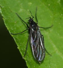 Sciaridae